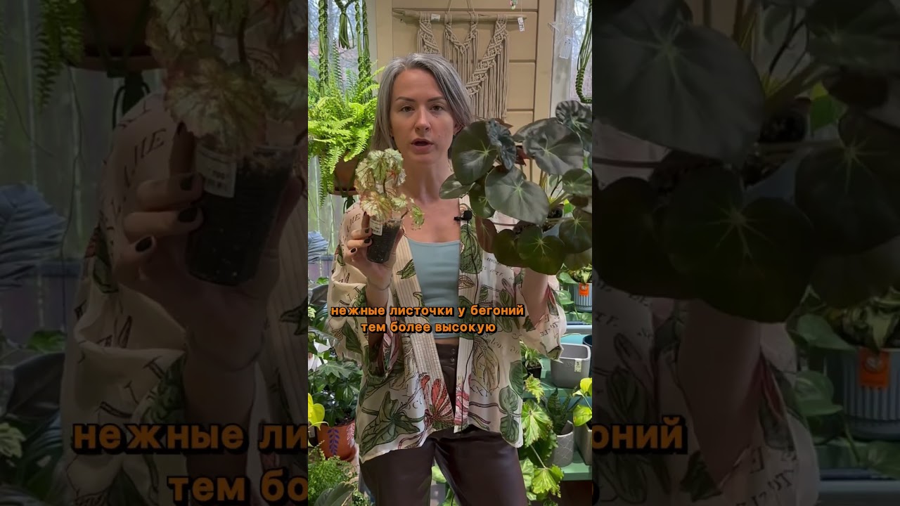 Катя, расскажи про БЕГОНИИ