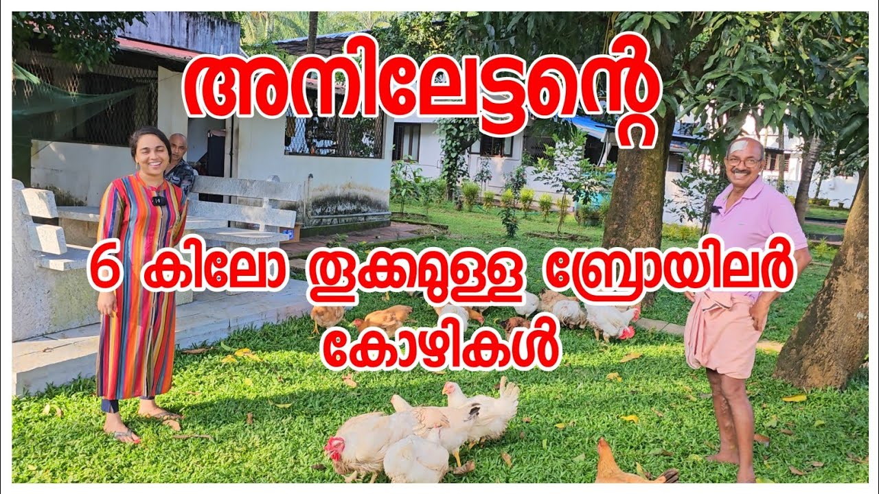 അനിലേട്ടന്റെ കോഴിവളർത്തൽ🐔/Kozhivalarthal /Agriculture/Broiler /Chicken farm/Family vlog/AJU'S WORLD