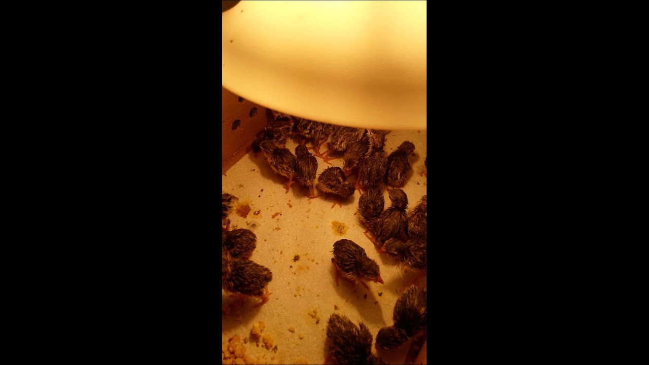 Raising days old chukar, baby chukar partridges