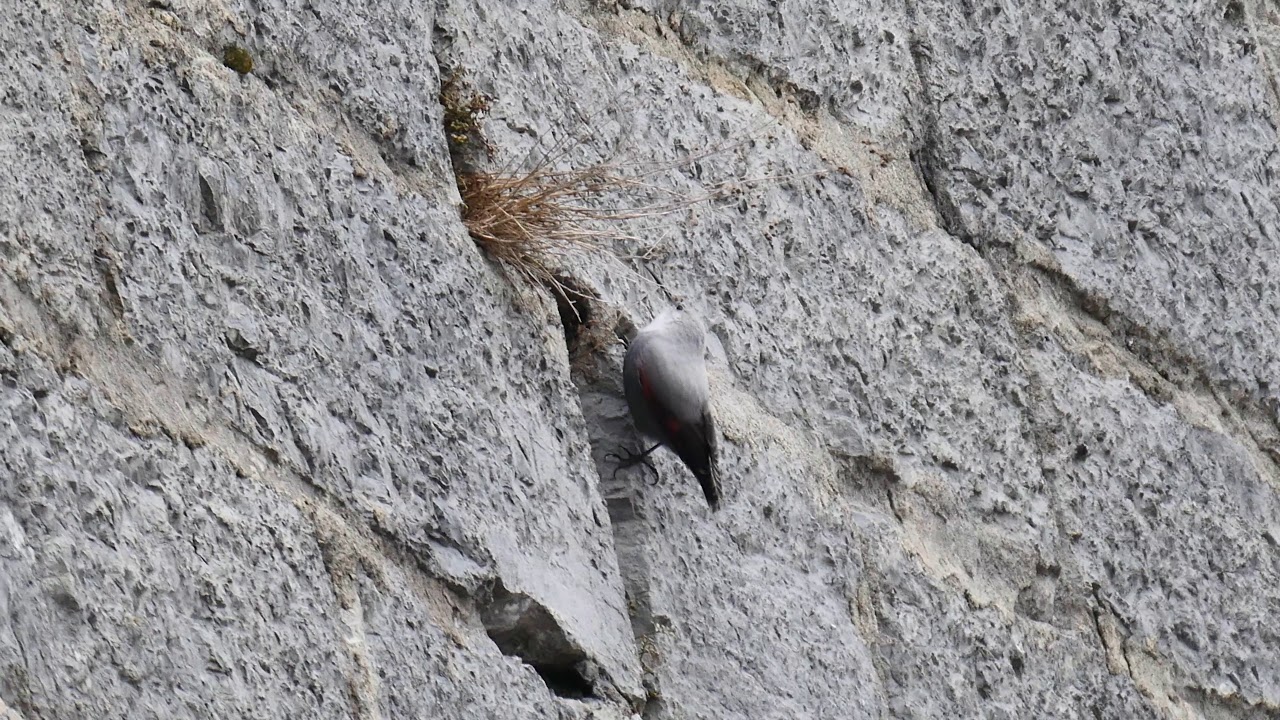 Tichodrome au Fort-Ecluse