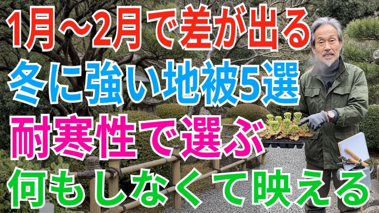 【絶対失敗しない】99％がまだ知らない…1月〜2月に植えないと損する最強グランドカバー5選！冬は手間ゼロ感で勝手に映える【冬の庭仕事】【冬のグランドカバー】【耐寒性】