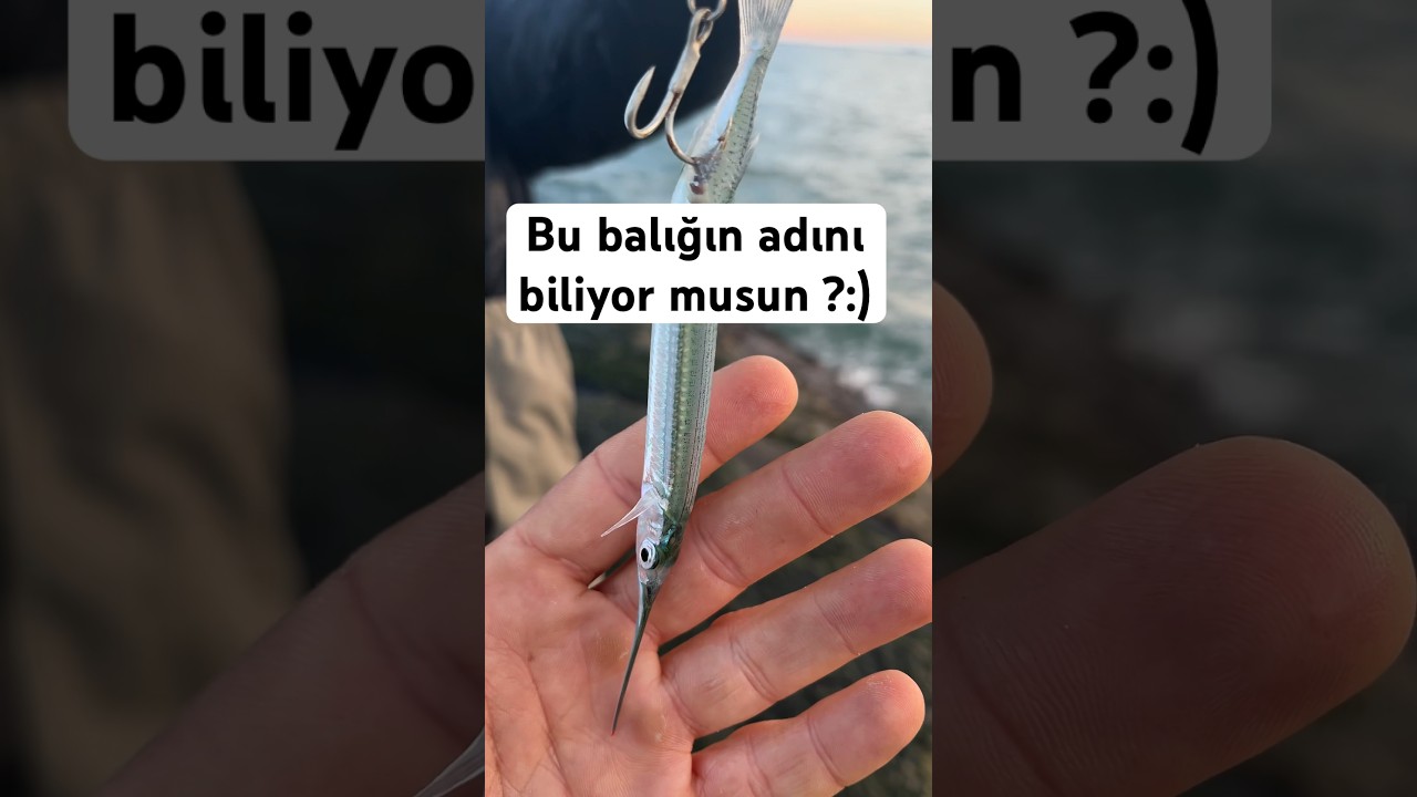 DEV SAHTEYE SALDIRAN YAVRU BALIK ! / At &Ccedil;ek Spin LRF Balık Avı #fishing