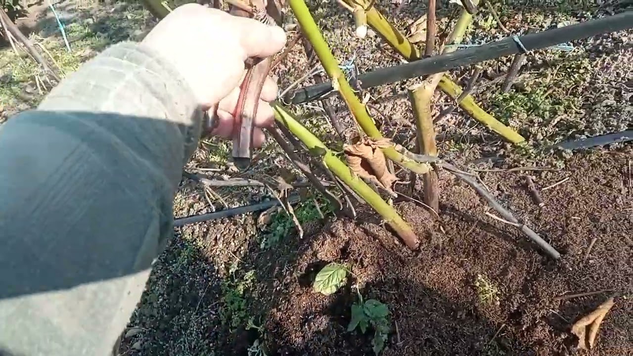 обрезка ежевики Фридом