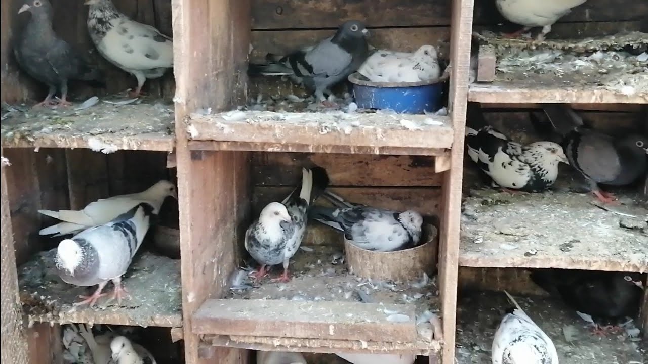 #parava#//#paravaloft#//#top Top pigeon loft India //നല്ല അടിപൊളി ഒരു പറവ ലോഫ്റ്റ്  കണ്ടുനോക്കു