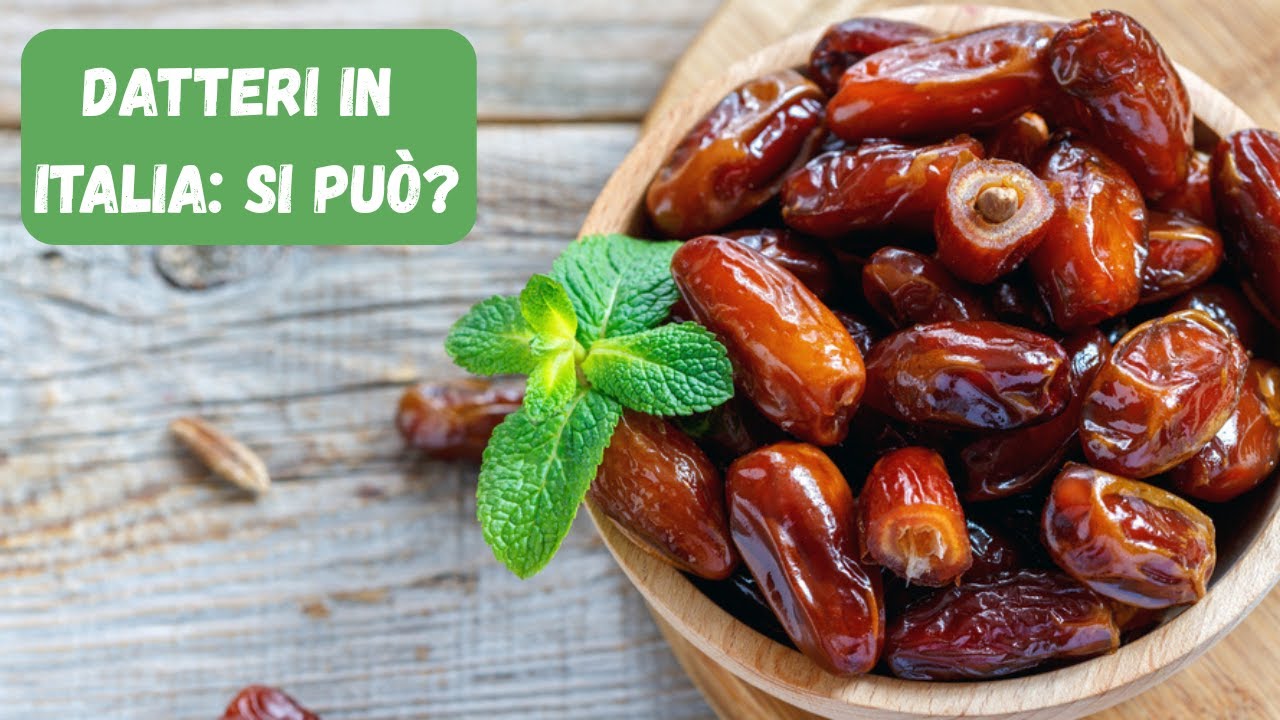 Coltivare Datteri in Italia: Perché il 90% delle Palme non farà MAI frutti