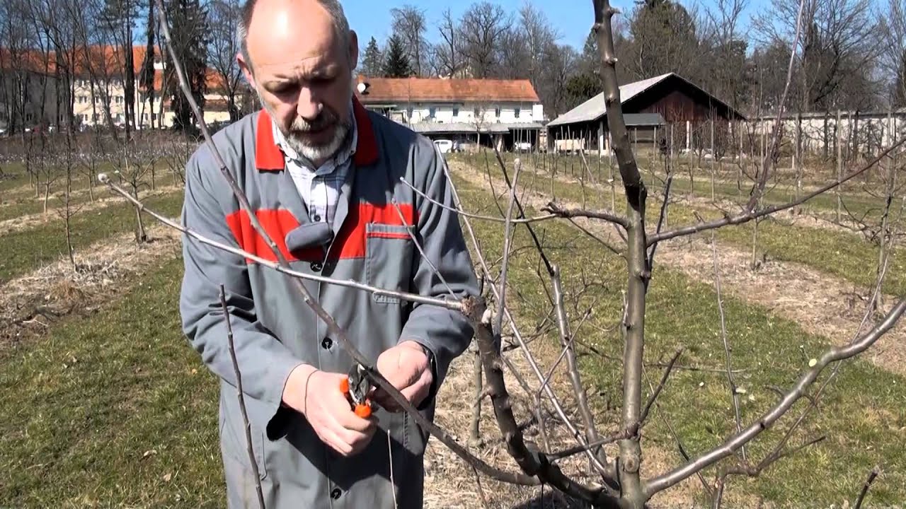 Zimska rez sadnega drevja