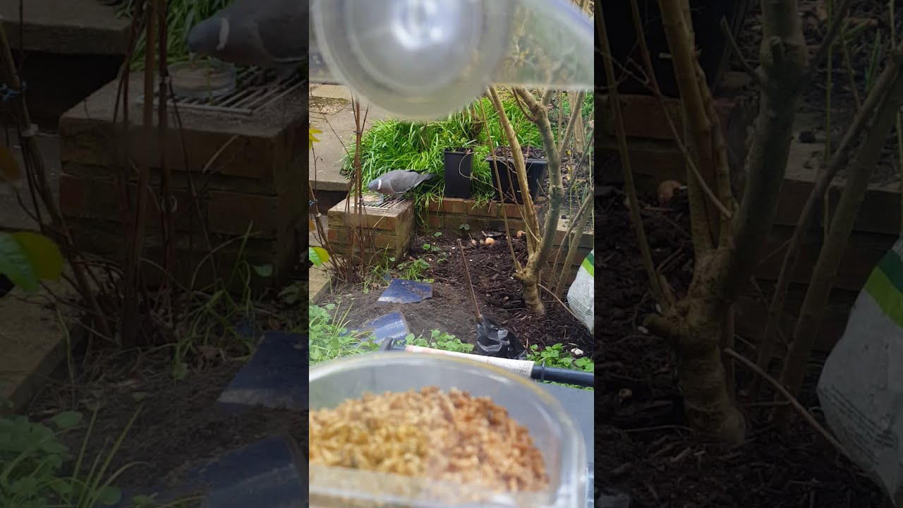 15 Mar Pt 2 2 Magpies 1 Pigeon