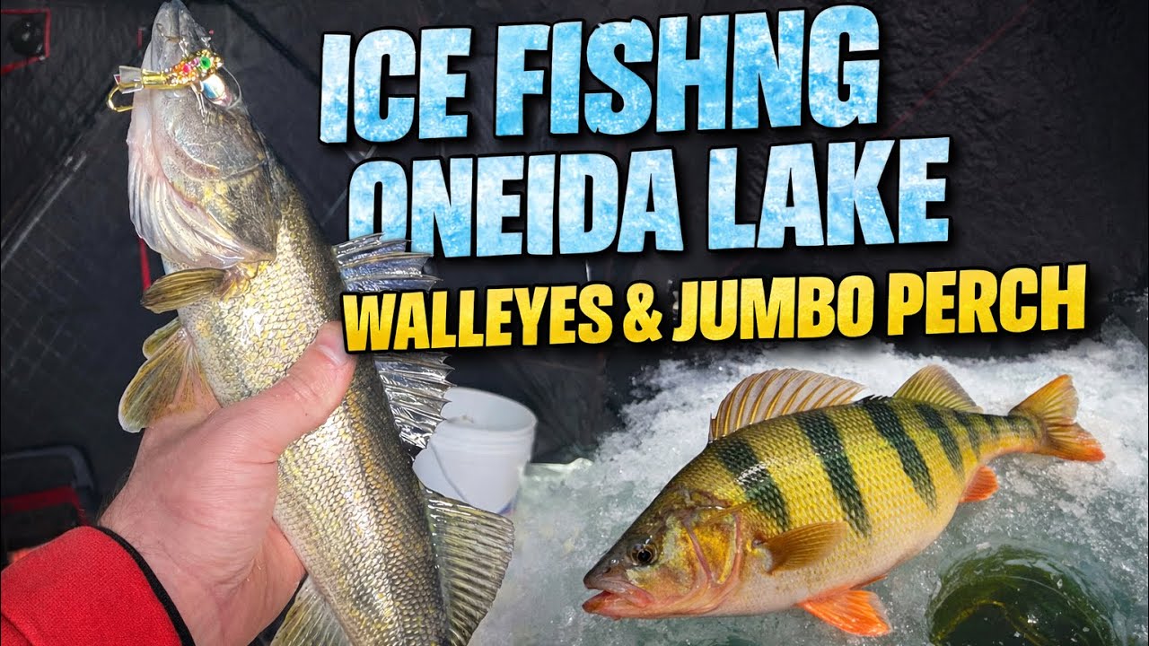 Ice fishing Oneida lake walleyes & jumbo perch