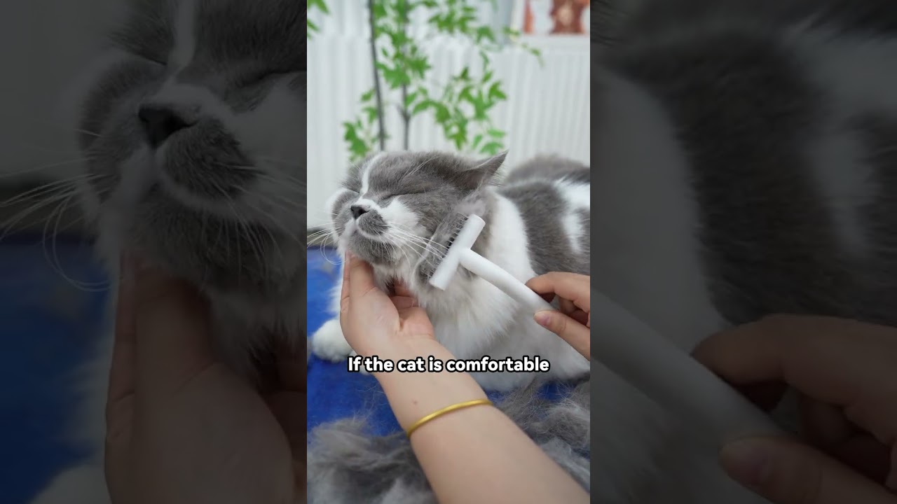 Gentle Yet Powerful! The Safest Pet Deshedding Tool for Cats 💆&zwj;♀️ #aumuca