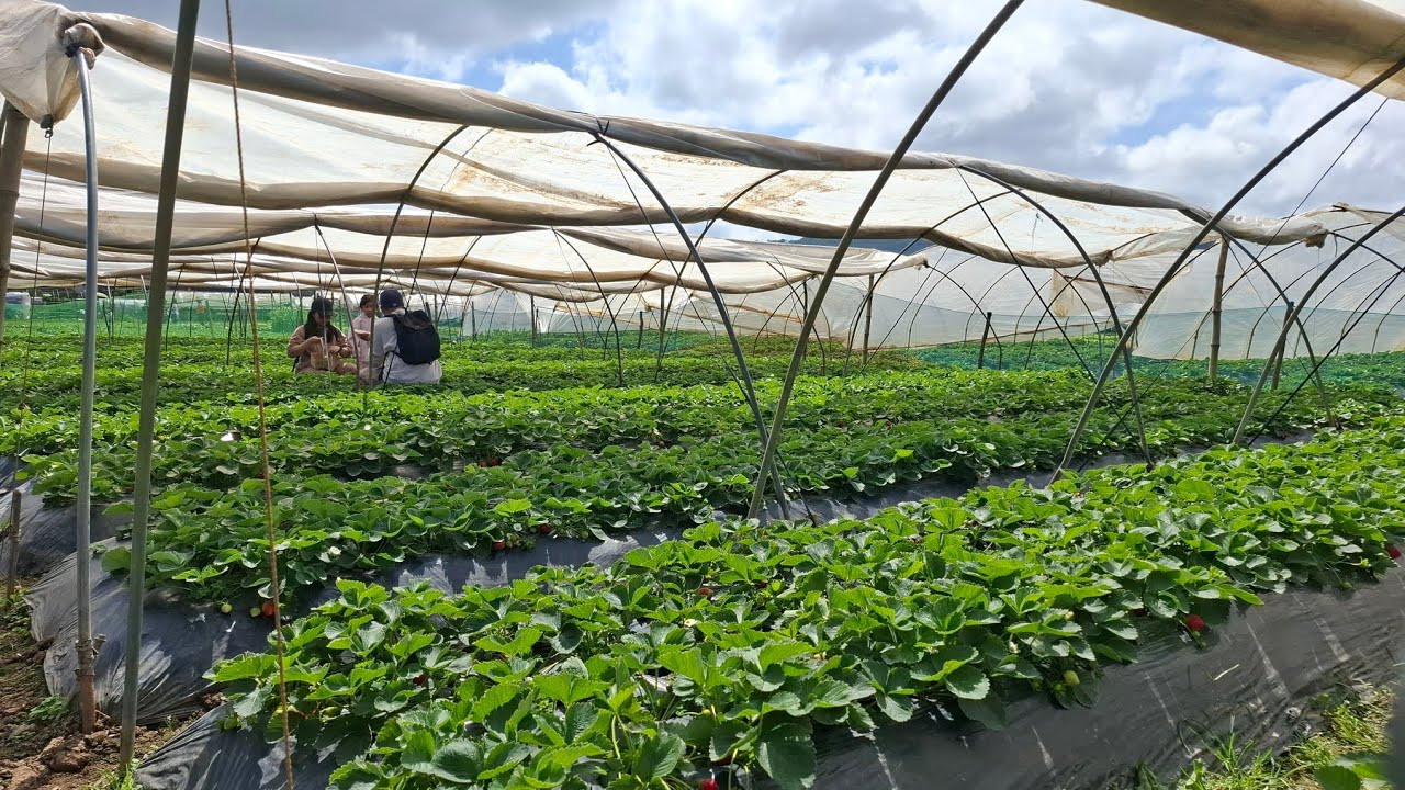Day 3 of 3 - January 31, 2026 - Strawberry Farrm, Gypsy, Igorot Stone Kingdom and Sky Ranch Baguio