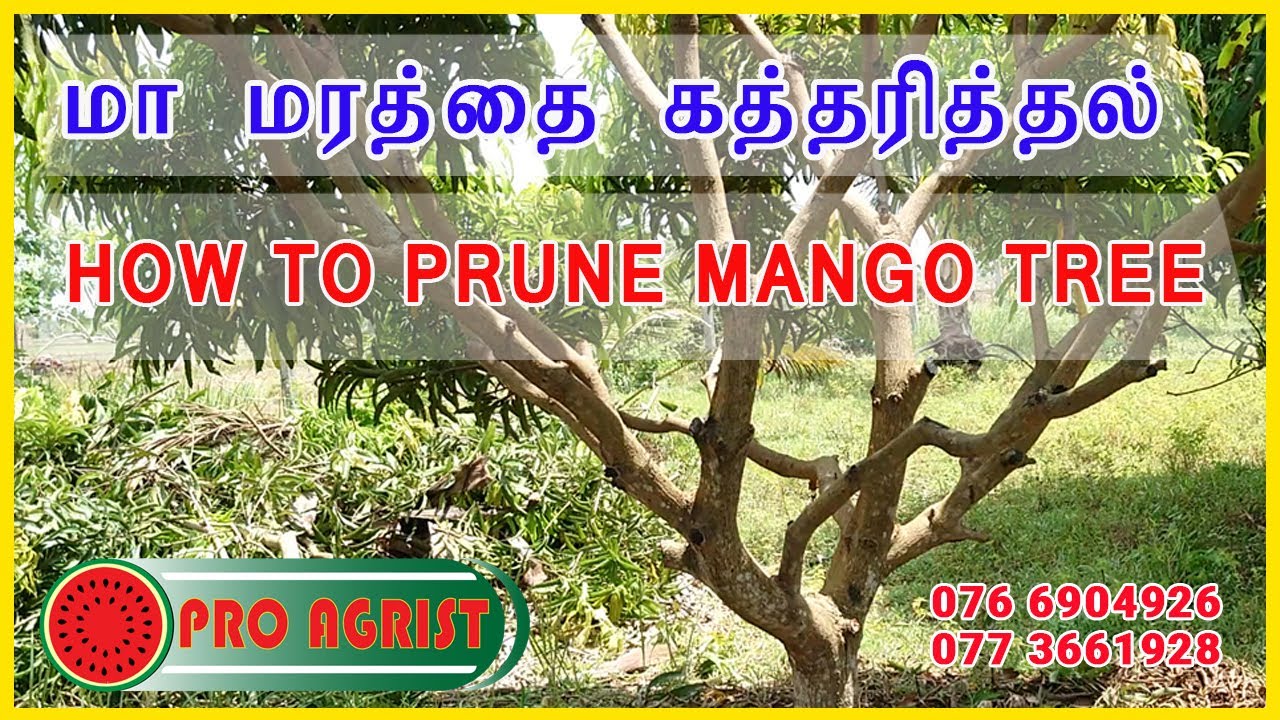 மாமரத்தை கத்தரித்தல் செய்யும் முறை | How to prune Mango Tree (Tamil version)