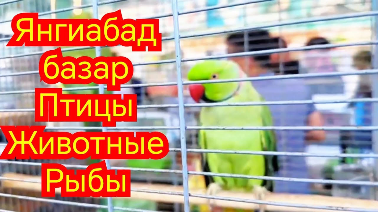 Янгиабад базар животных птиц и рыб