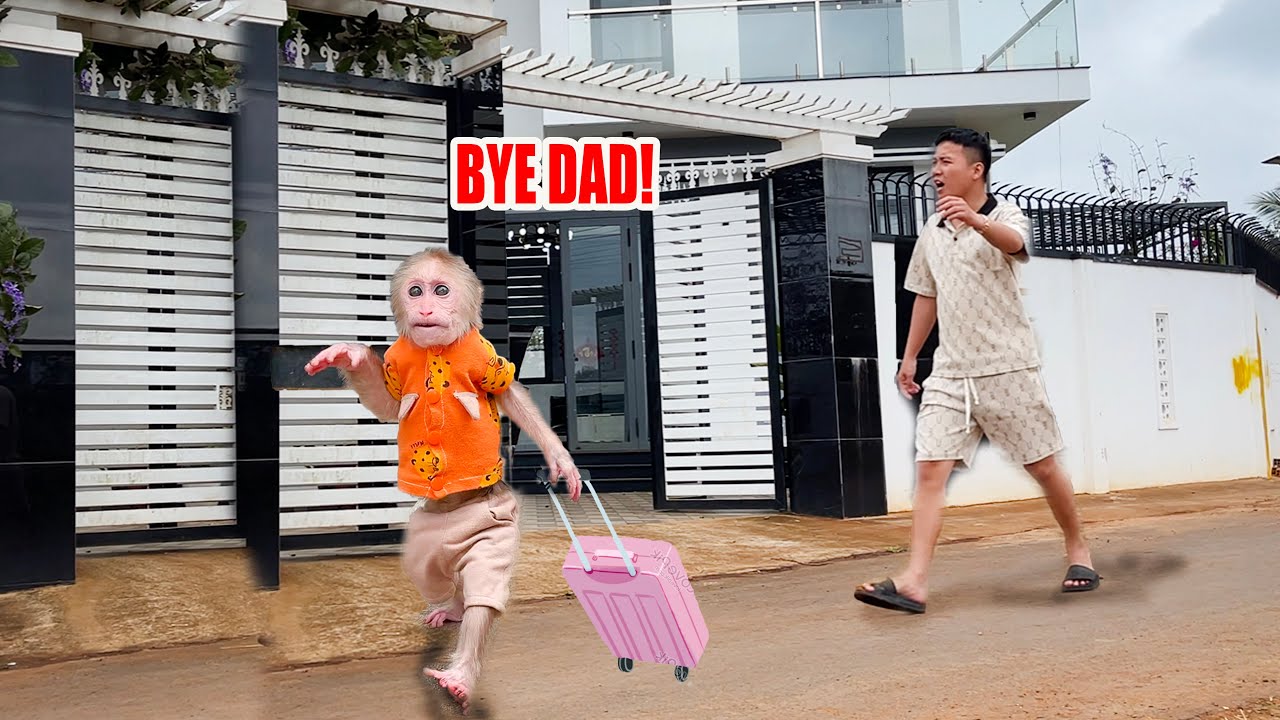 Cubis secretly left home go out play making dad worried!
