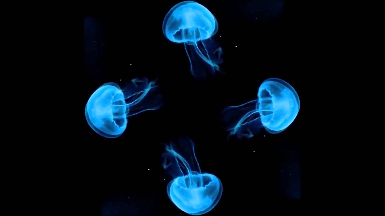 10 hour Jellyfish Hologram