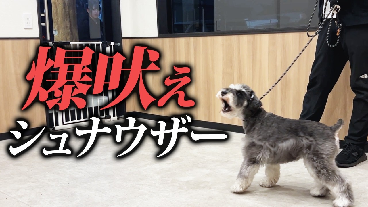 【実践】散歩で犬をみると爆吠えするシュナウザーをプロがしつけ改善|警察犬ドッグトレーナー解説