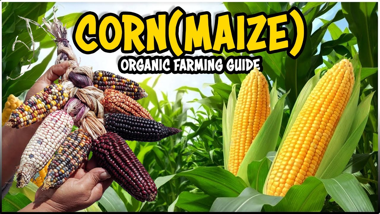 Organic Corn Farming | Complete Maize Cultivation Guide