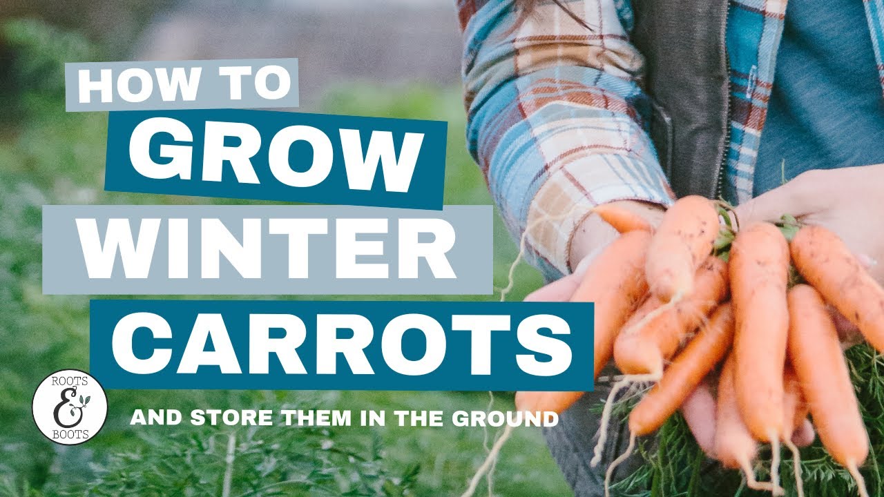 How to Grow Winter Carrots...and store them in the ground