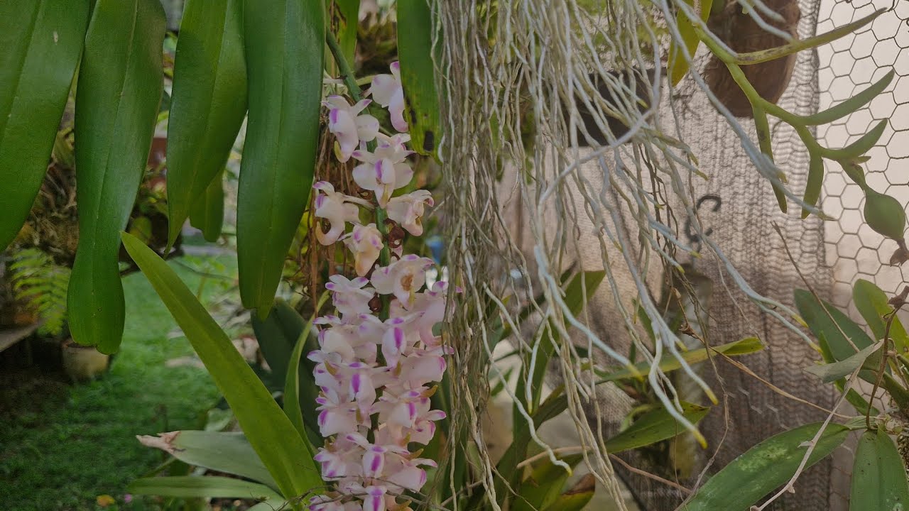 VEJA O LINDO DESENVOLVIMENTO DA ORQUÍDEA AERIDES ODORATA 