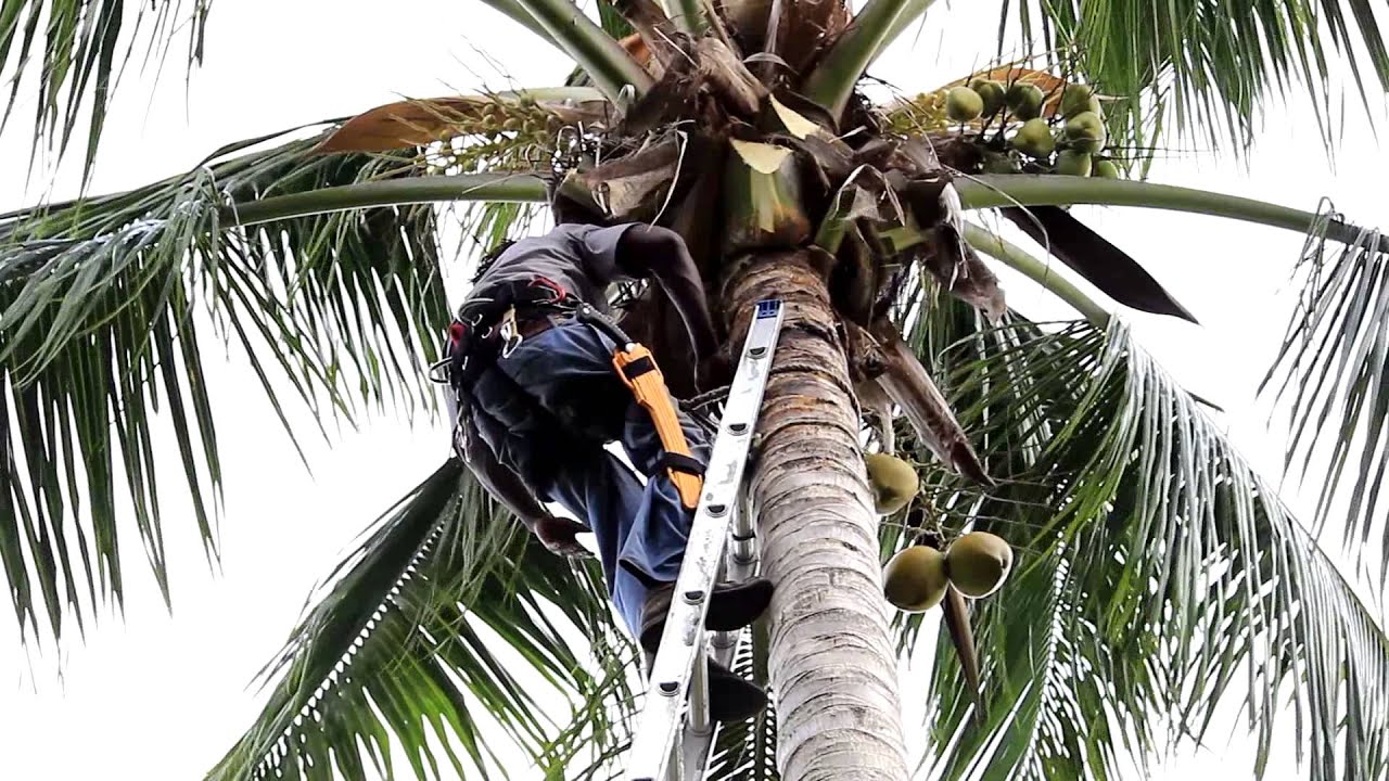 J&J The Tree Doctor Tutorial on Trimming Coconut Trees