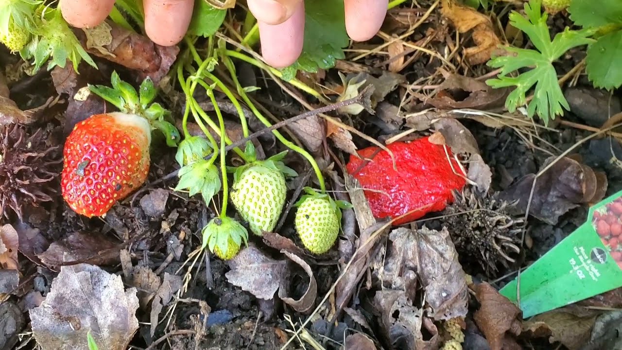 IT WORKS !!!! Protecting Strawberrys From Birds Using Painted Rocks