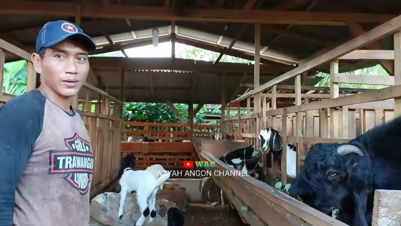 Teori Ternak Kambing Paling Tepat Untuk Pemula?