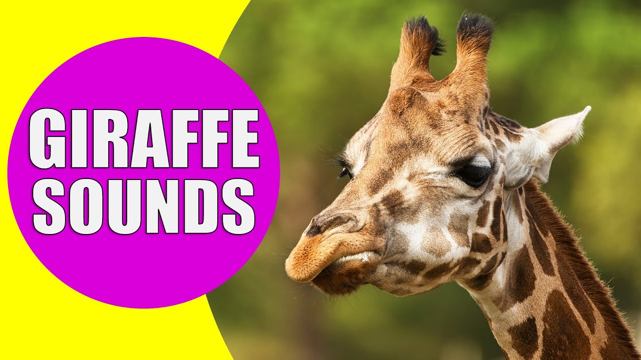 GIRAFFE SOUNDS | Learn Animals with Kiddopedia #Shorts