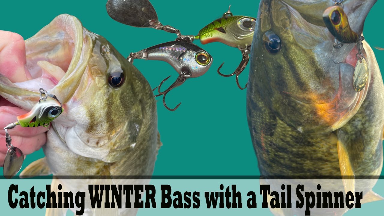Catching WINTER Bass with a Tail Spinner