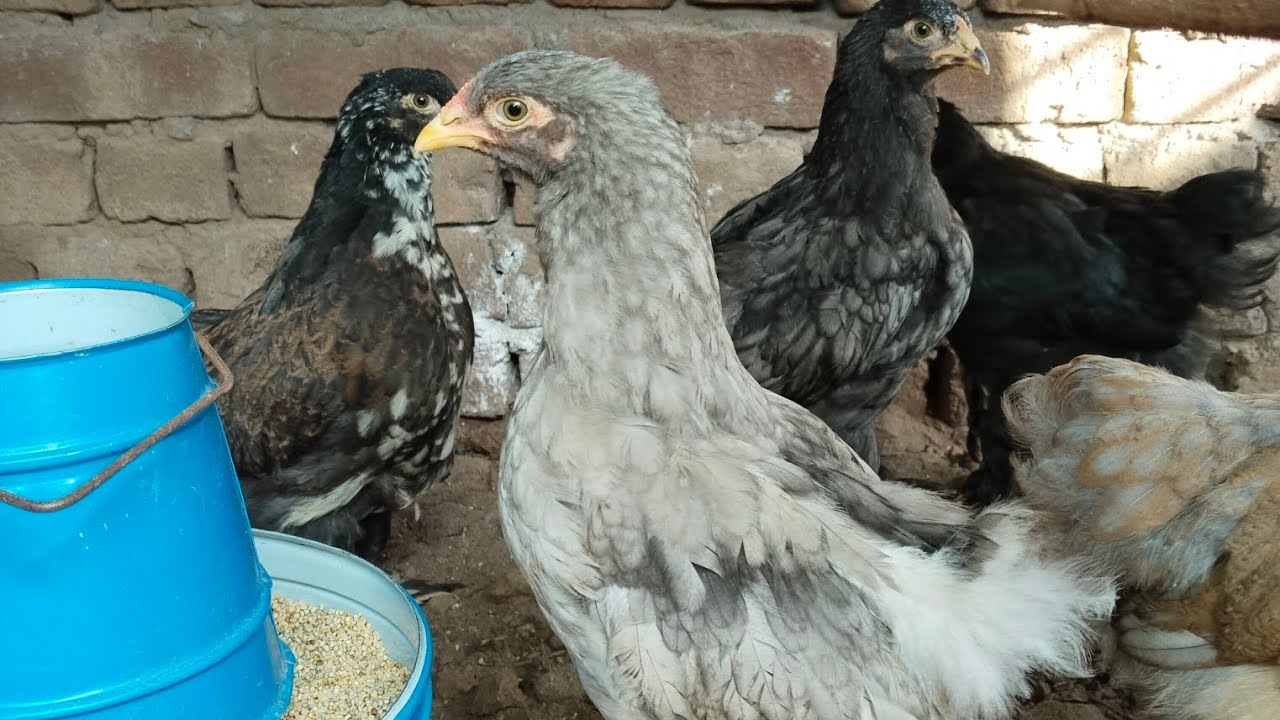 #baramasi #fancychicken #organic #beautifulenvironment #topquality 