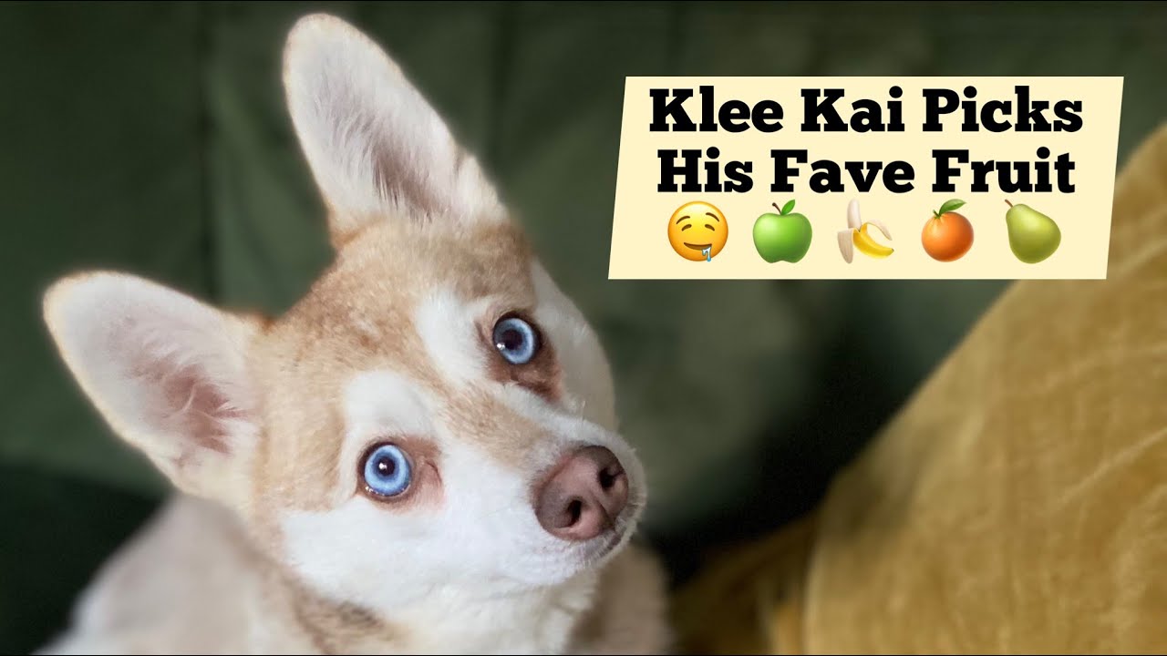 Mini Husky Tries Fruit For The First Time - Picks His Favourite!