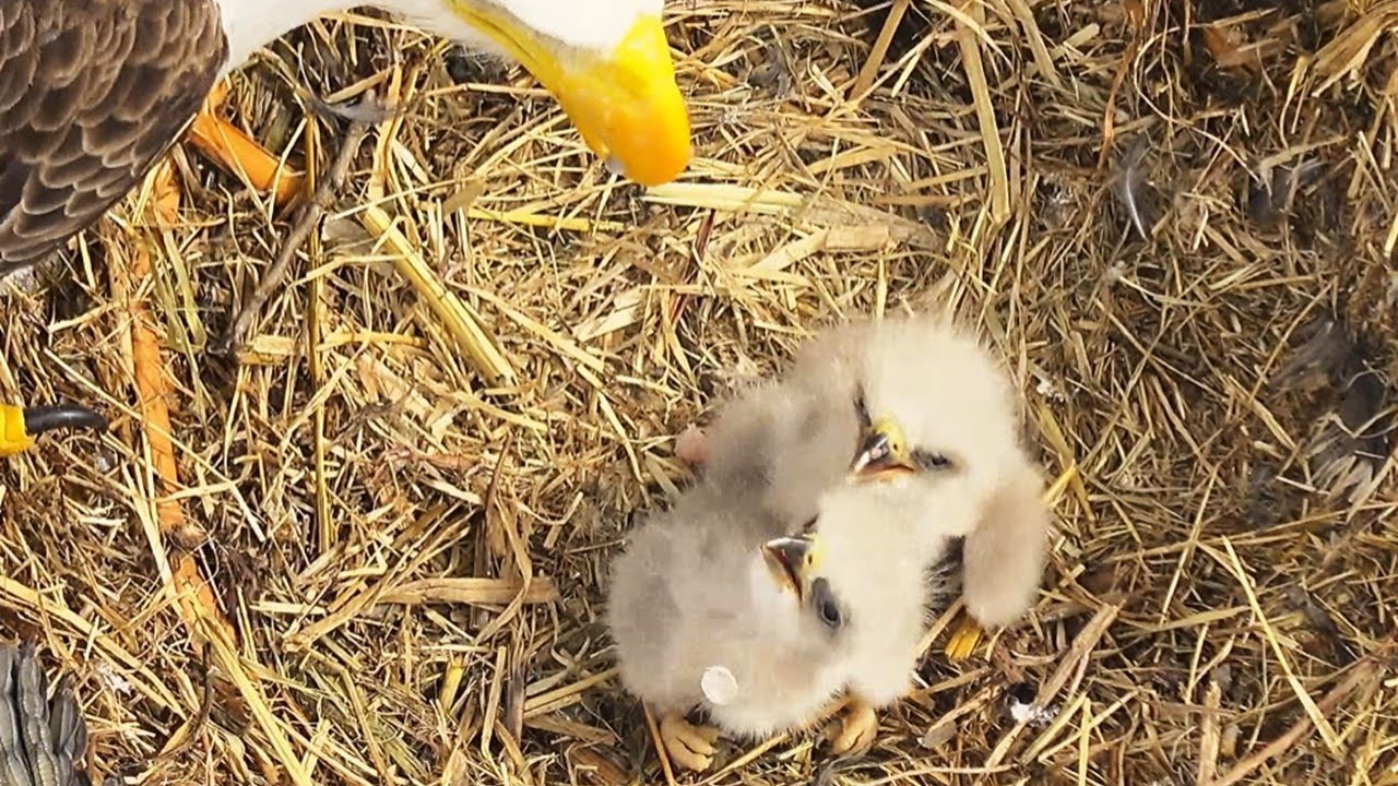 John Bunker Sands Bald Eagles🦅1- and 2-Day Old Eaglets🐥🐥Get to Know the Joys of FISH🐟2026 Jan 27