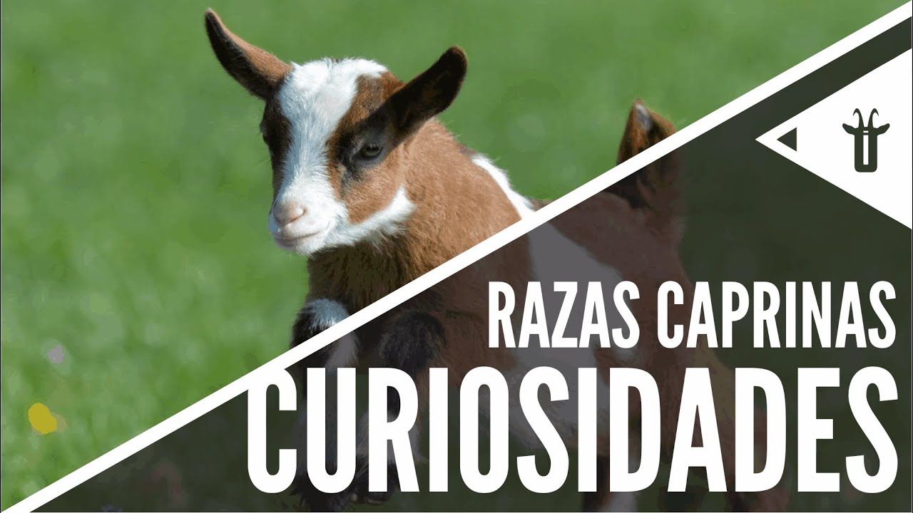 Curiosidades de las cabras