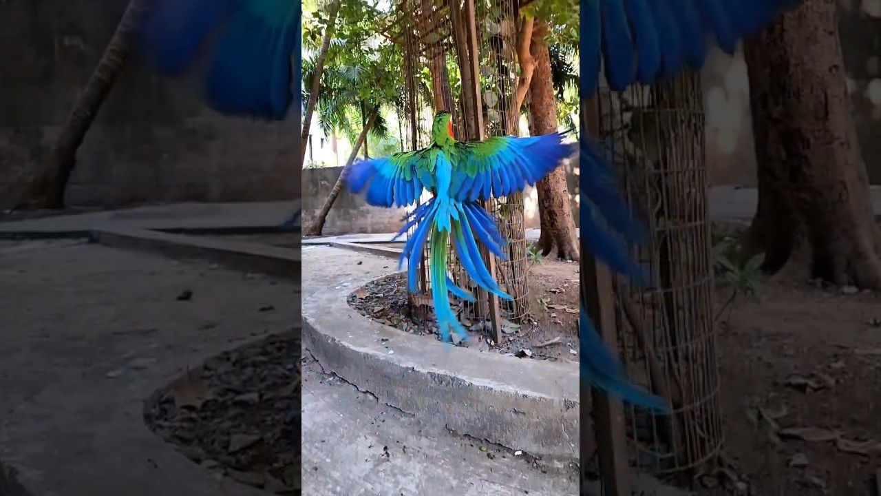 Harlequin Macaw - A Vibrant Masterpiece of Nature's Colors and Plumage! #HarlequinMacaw