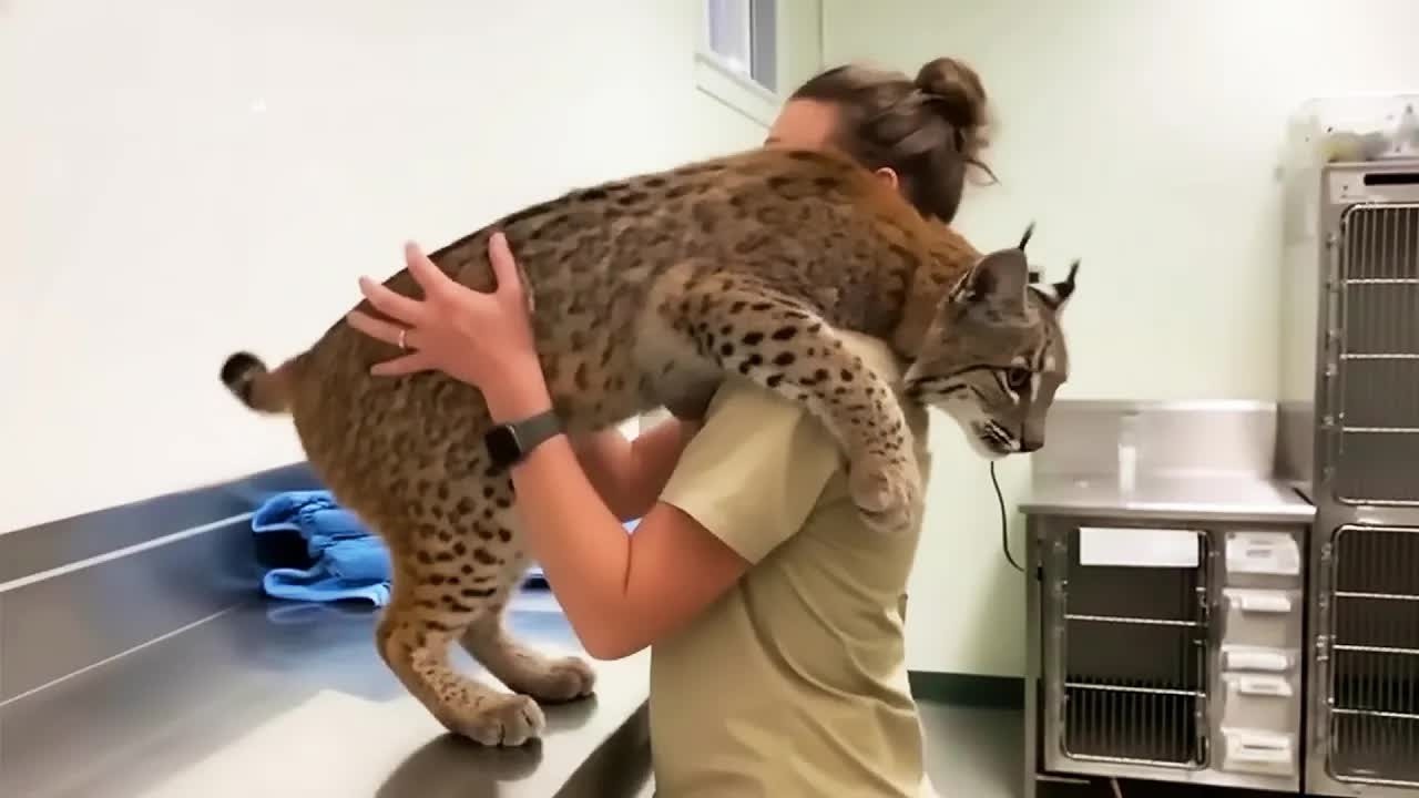 Bobcat Gives Caretaker ONE FINAL Hug Before Being Euthanized—But the Vet Says They’ve Made a Mis