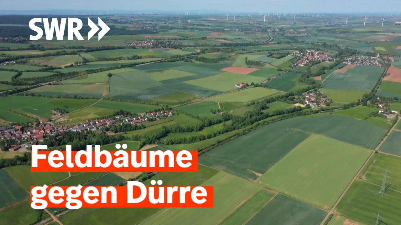 Agroforst - Bäume auf dem Acker gegen Trockenheit | zur Sache! Rheinland-Pfalz
