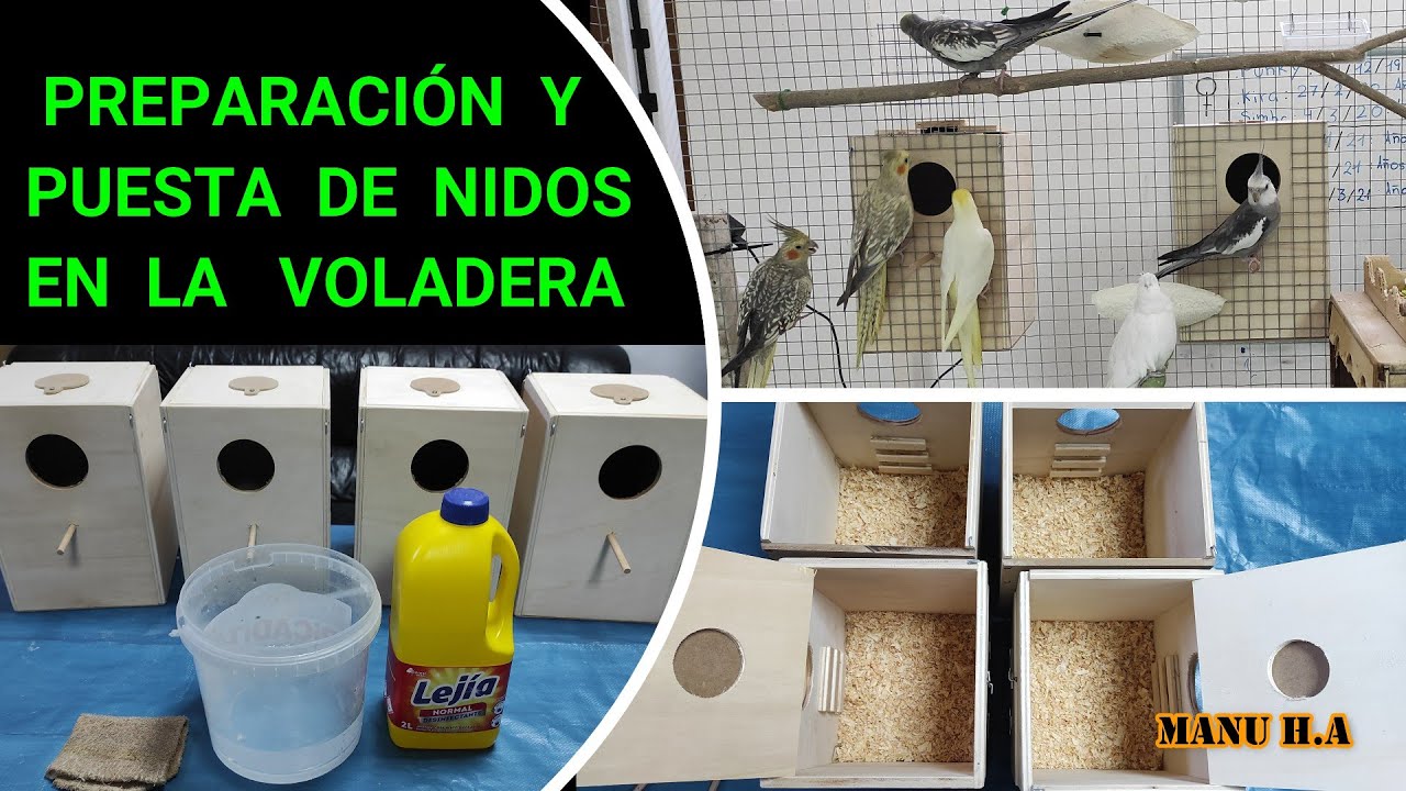 Como preparar el nido para las ninfas.