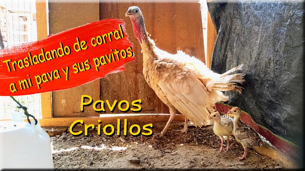PAVA Y SU PAVITOS DE 12 DIAS guajolota y sus guajolotitos *AVES DE CORRAL