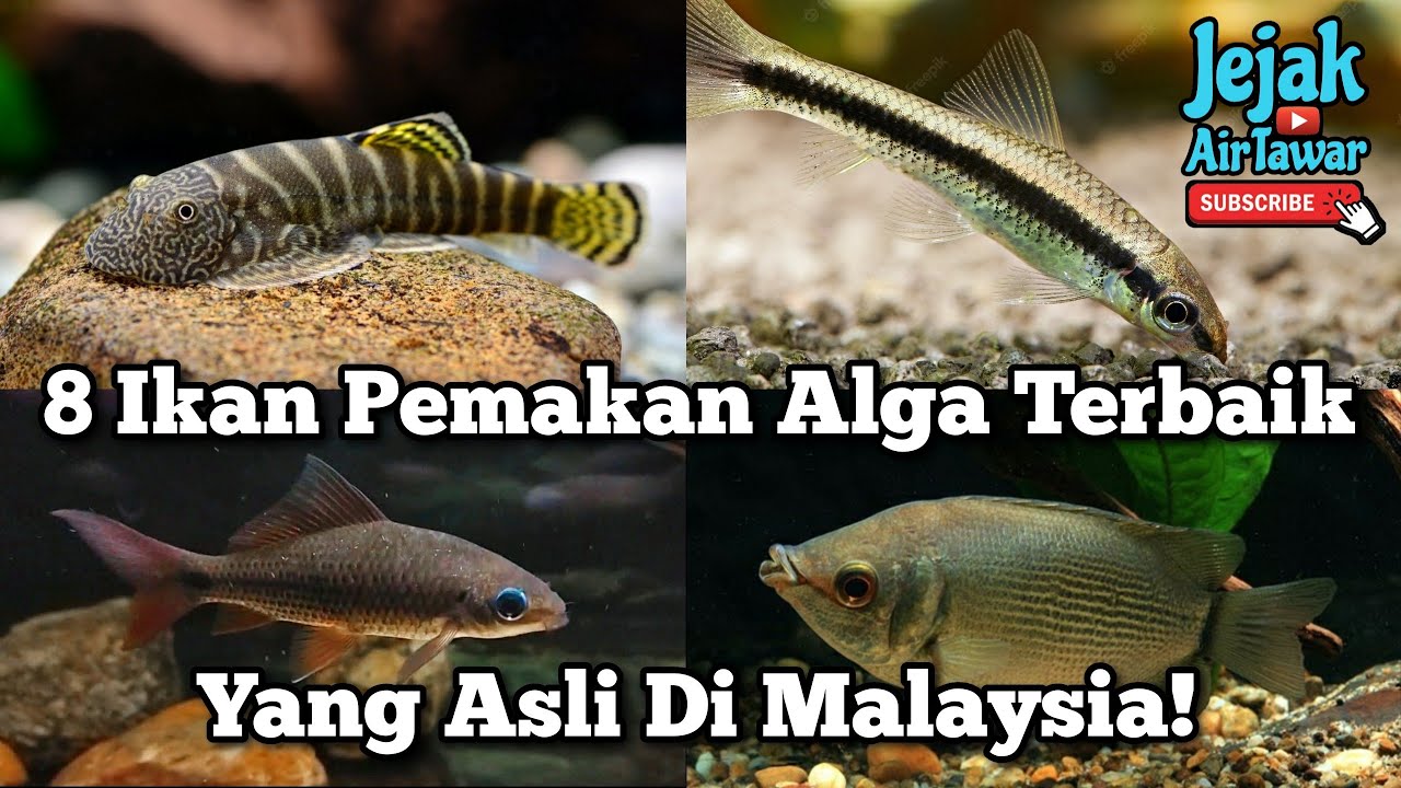 Ada ikan 'pencuci' tempatan,tak perlu ikan bandaraya