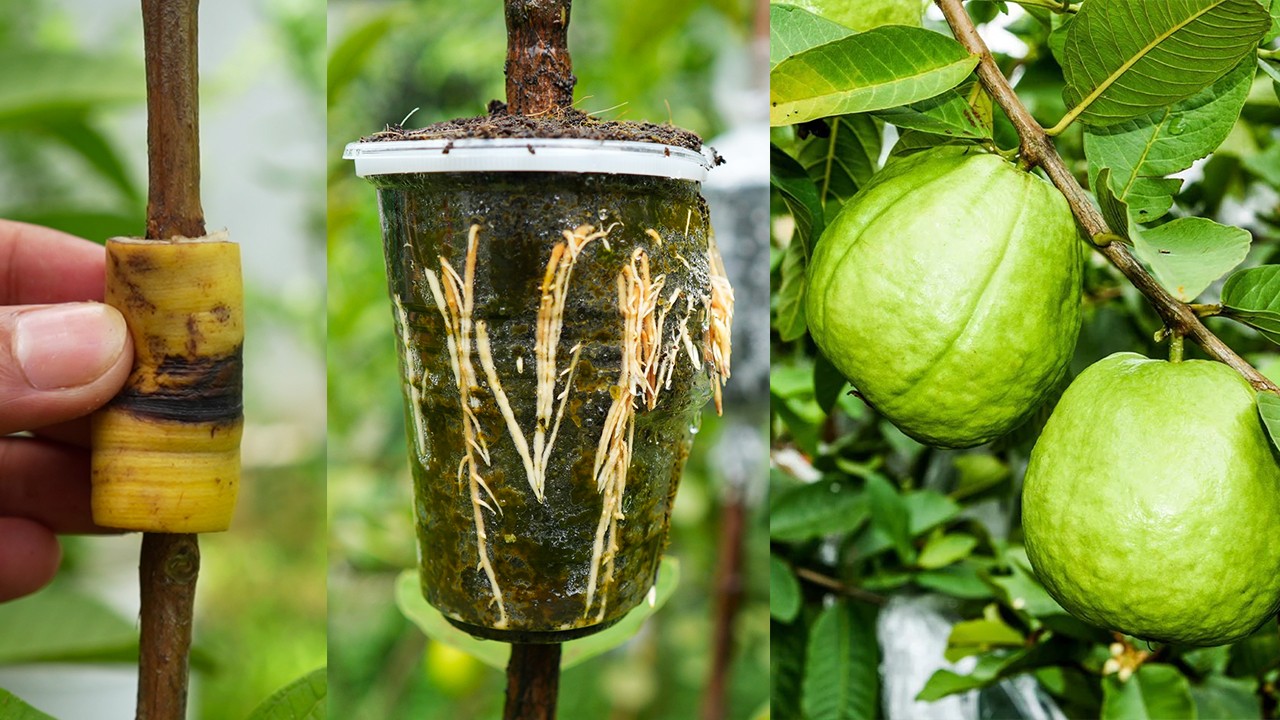 Air layering is an excellent technique for propagating guava tree using banana peel
