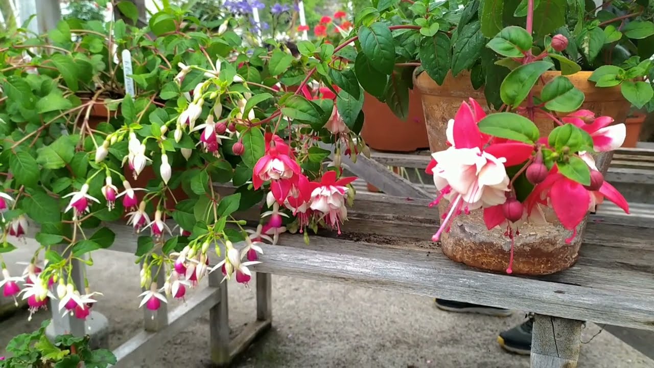 Fuchsia, geranium, begonia (Фуксия, герань, бегония)