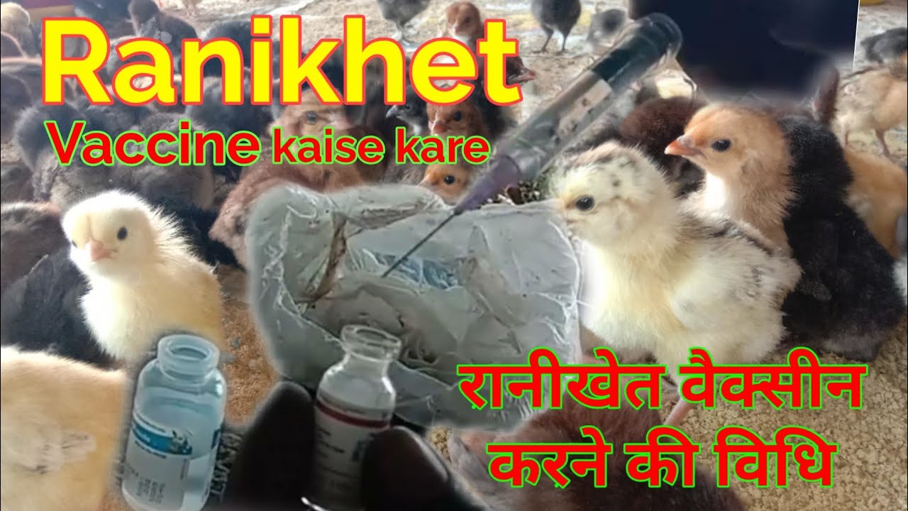 रानीखेत वैक्सीन करने की विधि।। Ranikhet Vaccine how to do
