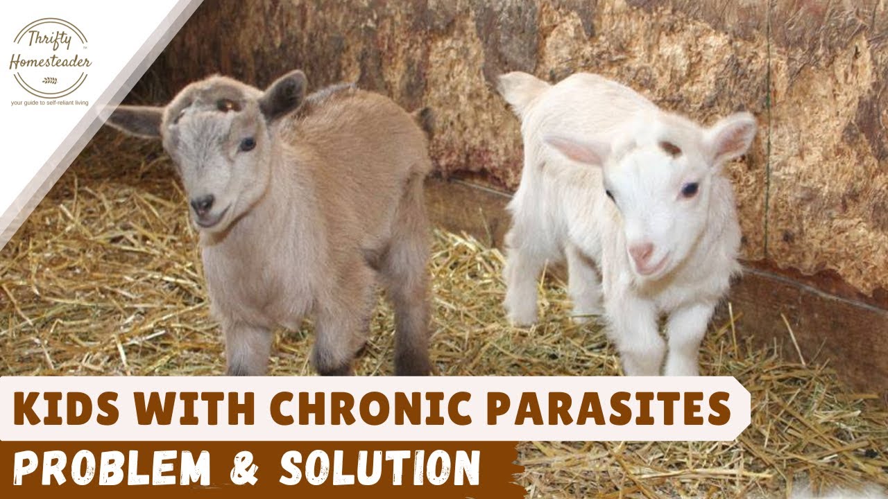Baby Goats with Chronic Parasite Problems