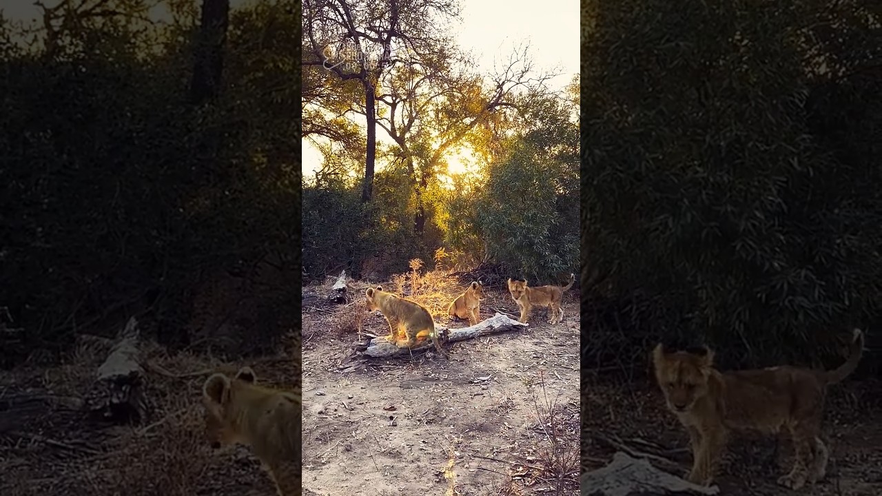 UNBELIEVABLE! The Purest Atmosphere of Madrid Pride's Lion Cubs 🦁