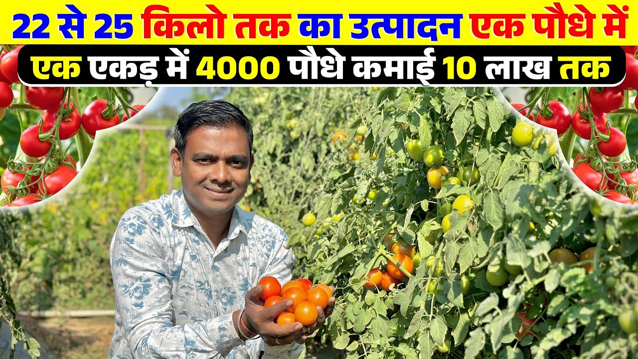 22 से 25 किलो तक उत्पादन | ग्राफ़्टेड टमाटर की आधुनिक खेती | हाइब्रिड टमाटर की खेती