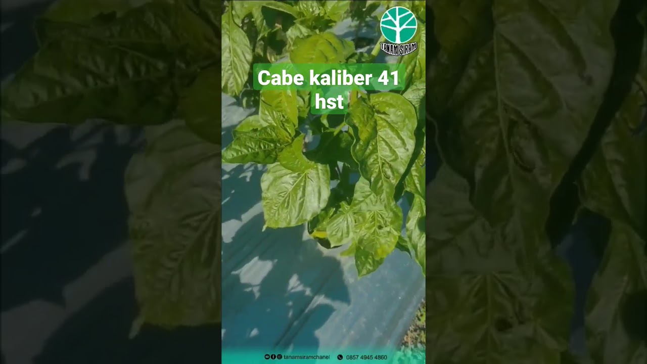 cabe kaliber 41 hst #kaliber #ojodibandingke