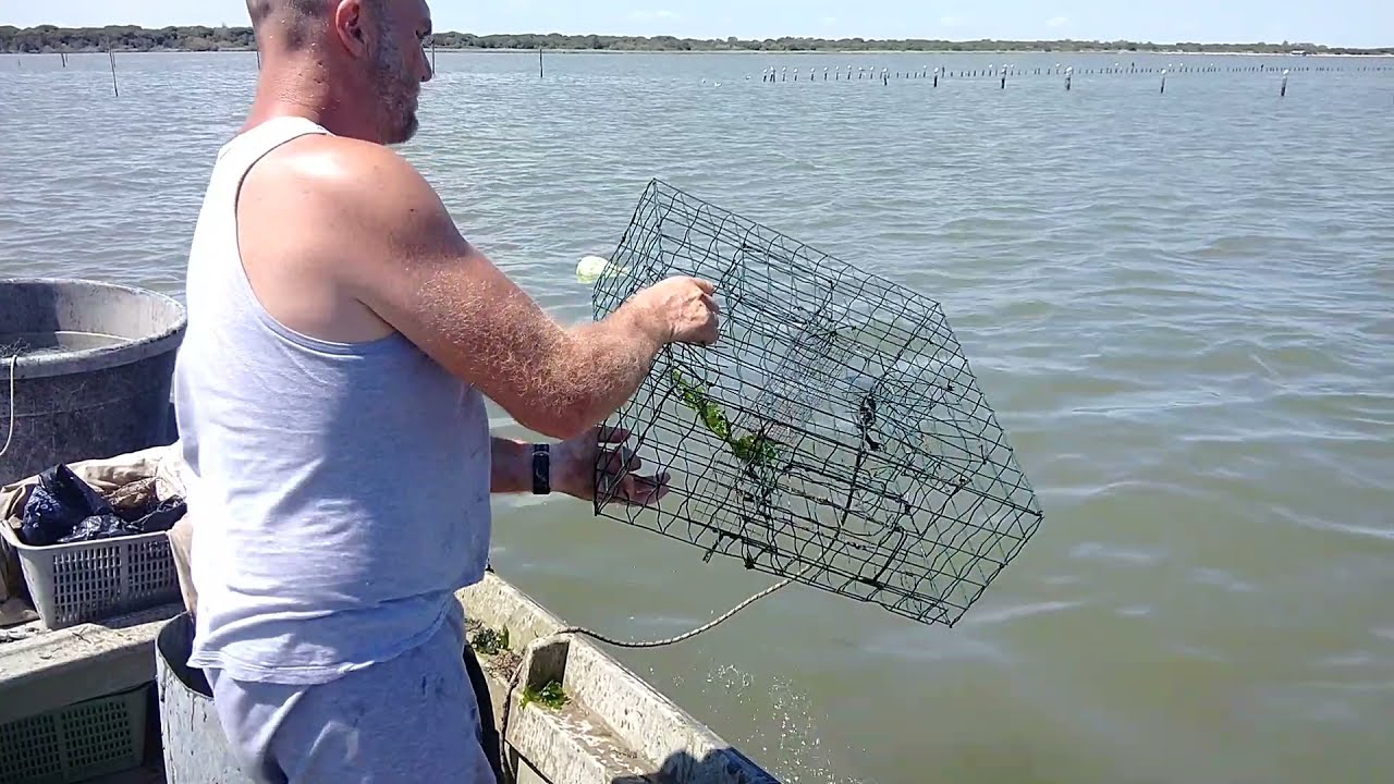 Pesca con le nasse granchio blu (ho provato il pollo come esca)