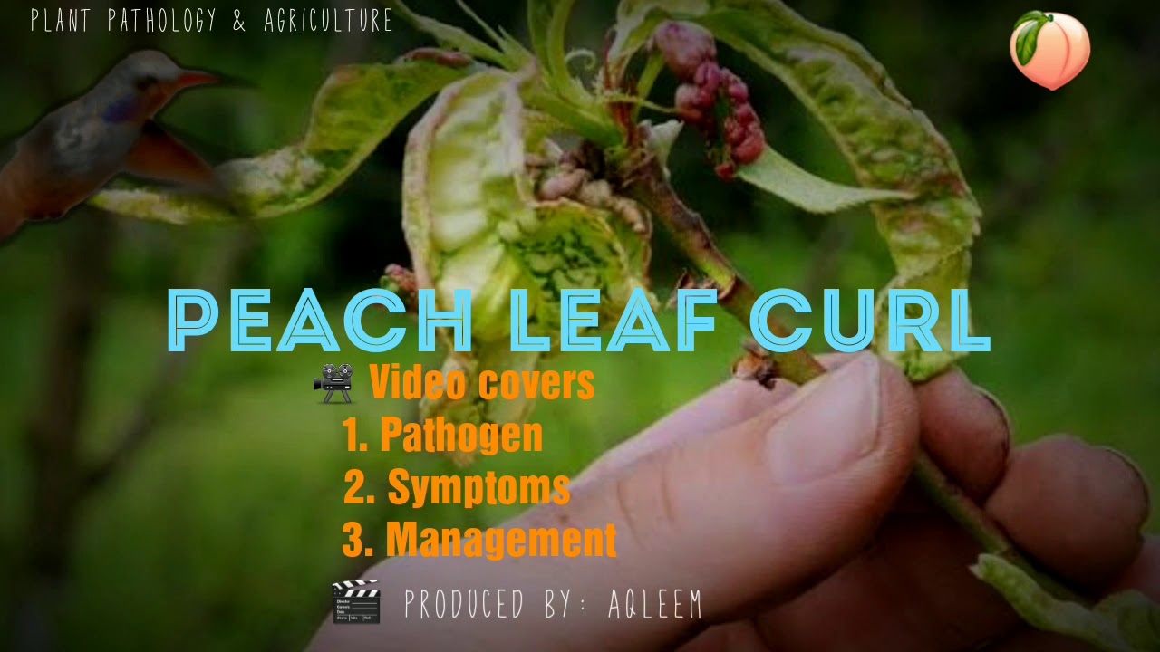 Peach leaf curl | Taphrina deformans | Peach | Nectarine | Almond
