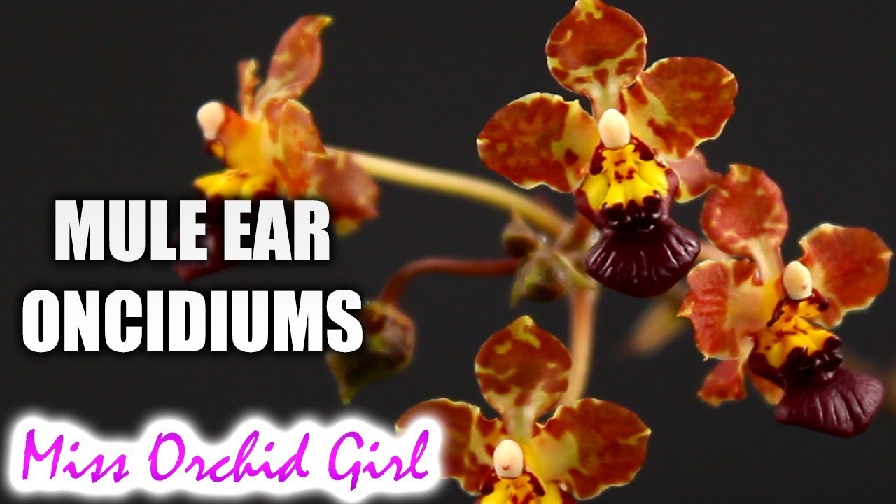 Mule ear Oncidium Orchid Care Tips + The former Oncidiums