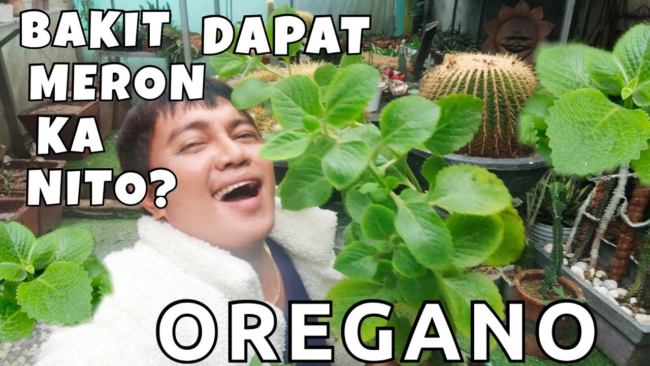 7 BENEFITS & REASONS WHY YOU SHOULD HAVE OREGANO PLANTS AT HOME?