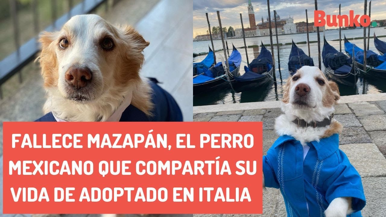 Fallece Mazapán, el perro mexicano que compartía su vida de adoptado en Italia