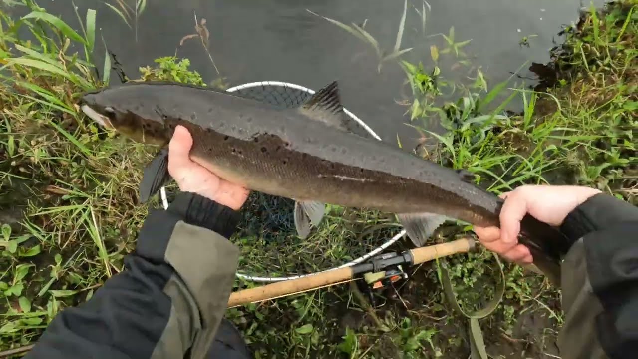 River Feale Salmon Fishing August 2024 - part 3